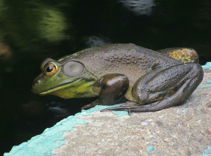 American Bullfrog